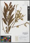 Foto von Salix russelliana Sm.